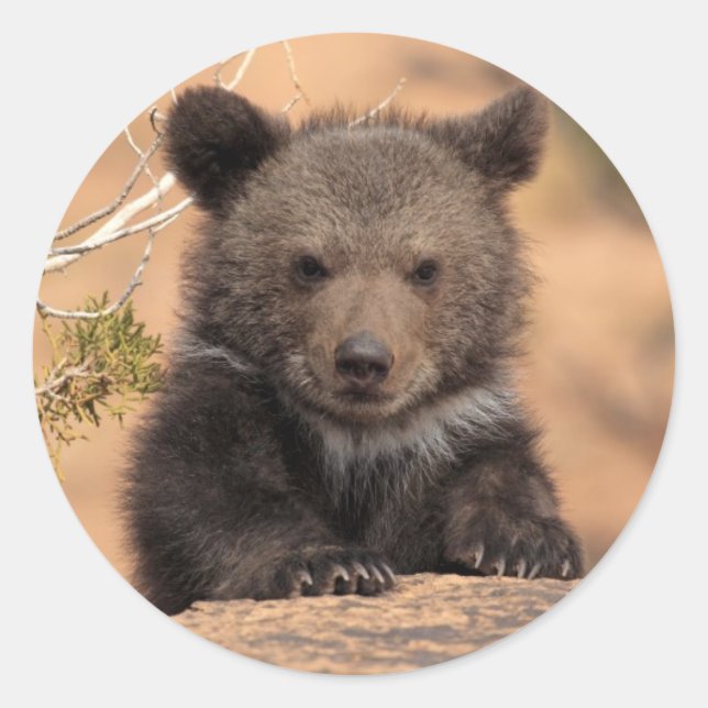 Pegatina Redonda Grizzly Bear Cub (Anverso)