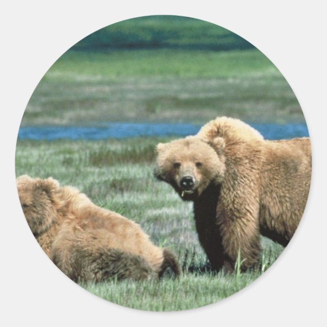 Pegatina Redonda Grizzly Bears (Anverso)