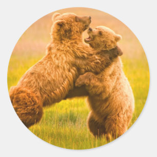 Pegatina Redonda Grizzly Bears Wrestling