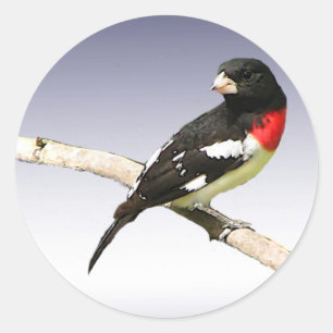 Pegatina Redonda Grosbeak de pecho Rosa