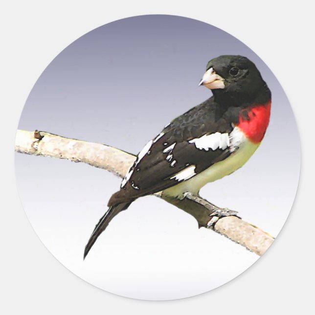 Pegatina Redonda Grosbeak de pecho Rosa (Anverso)