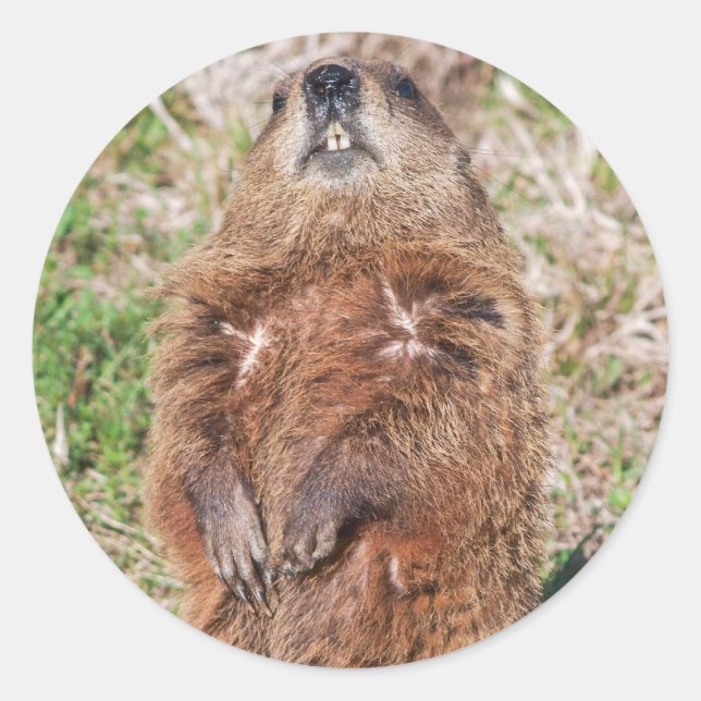 Pegatina Redonda Groundhog (Anverso)