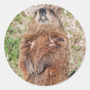 Pegatina Redonda Groundhog
