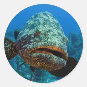 Pegatina Redonda Grouper Goliath del Atlántico