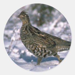 Pegatina Redonda Grueso escarpado parado en bosques nevados