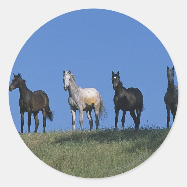 Pegatina Redonda Grupo de árabes (Anverso)