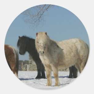 Pegatina Redonda Grupo de caballos en miniatura en la nieve