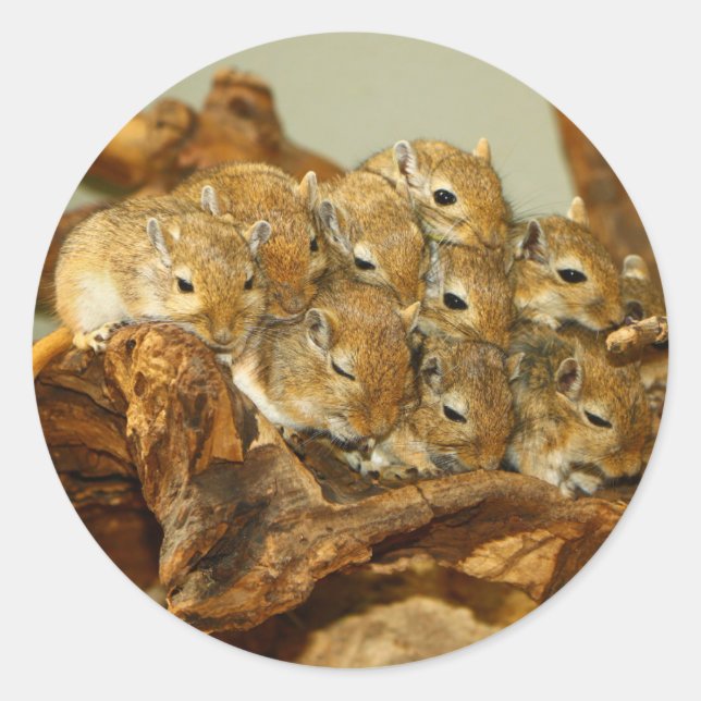 Pegatina Redonda Grupo de Gerbils Mongoles Meriones Unguiculatus (Anverso)