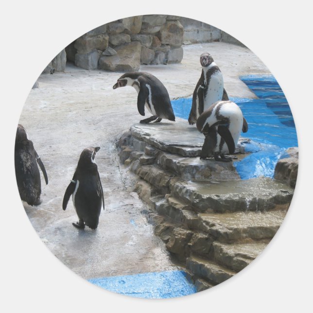 Pegatina Redonda Grupo De Pingüinos (Anverso)