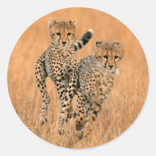 Pegatina Redonda Guepardos Jóvenes (Acinonyx Jubatus) Corriendo