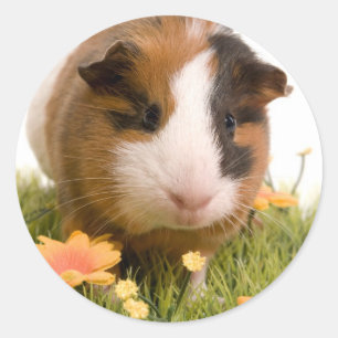 Pegatina Redonda Guinea pigs se tiene lawn
