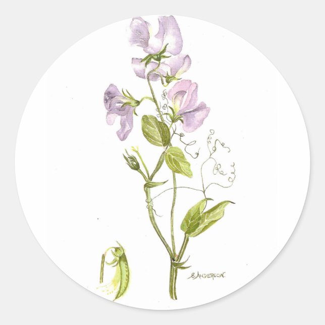 Pegatina Redonda guisante dulce (Anverso)