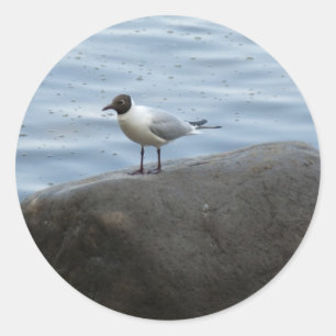Pegatina Redonda Gull de cabeza negra