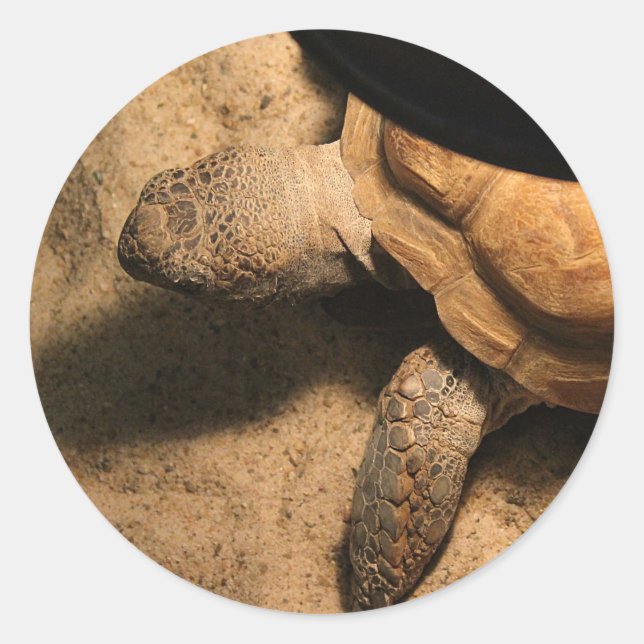 Pegatina Redonda Gus the Tortoise (Anverso)