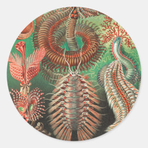 Pegatina Redonda Gusanos, Anélidos Chaetopoda por Ernst Haeckel