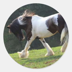Pegatina Redonda Gypsy Vanner