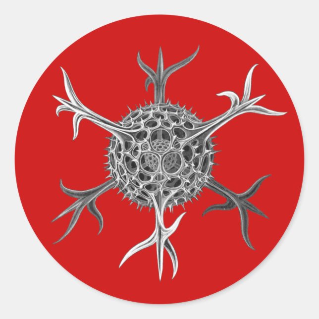 Pegatina Redonda Haeckel (Anverso)