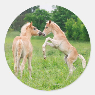 Pegatina Redonda Haflinger caballos lindos potros de cría