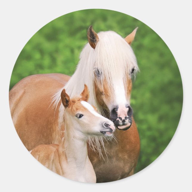 Pegatina Redonda Haflinger Horse Cute Baby Foal Kiss Mamá Pony Phot (Anverso)