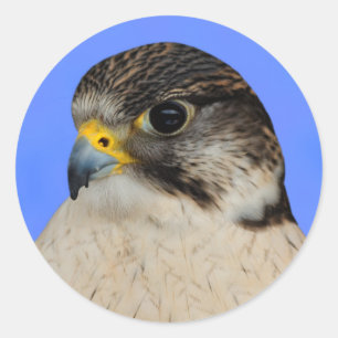 Pegatina Redonda Halcón Híbrido Gyrfalcon Saker
