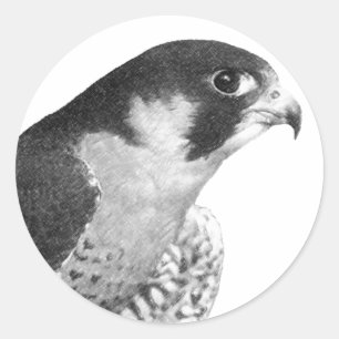 Pegatina Redonda Halcón-Lápiz del peregrino