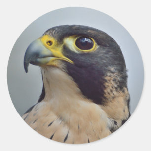 Pegatina Redonda Halcón peregrino majestuoso