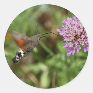 Pegatina Redonda Halcón-polilla del colibrí (stellatarum de