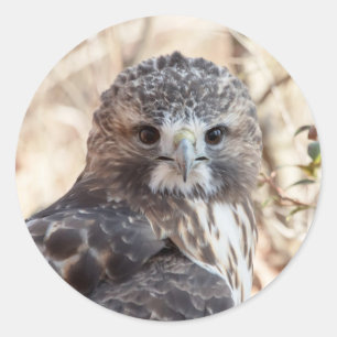 Pegatina Redonda Halcón rojo con cola