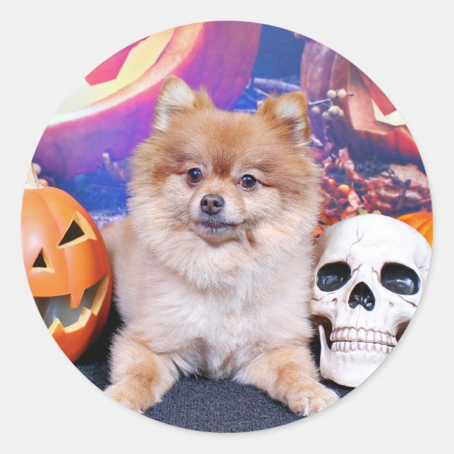 Pegatina Redonda Halloween - Pomeranian - Simba (Anverso)