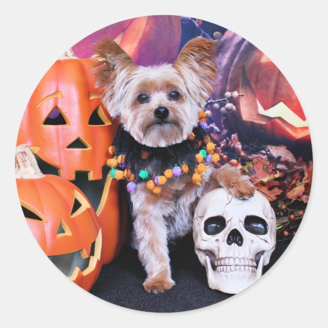 Pegatina Redonda Halloween - Yorkie - Vinnie (Anverso)