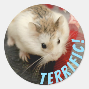 Pegatina Redonda Hammyville - Cute Hamster Terrific