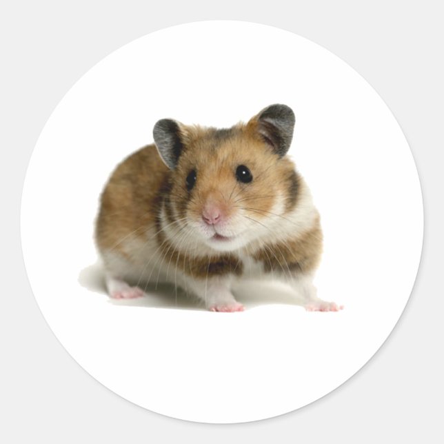 Pegatina Redonda Hamster (Anverso)