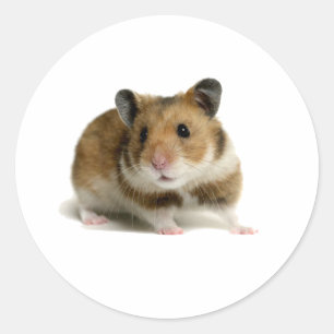 Pegatina Redonda Hamster
