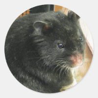 Hamster negro