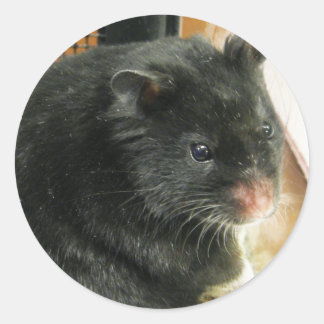 Pegatina Redonda Hamster negro