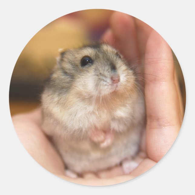 Pegatina Redonda Hamster permanente del bebé (Anverso)