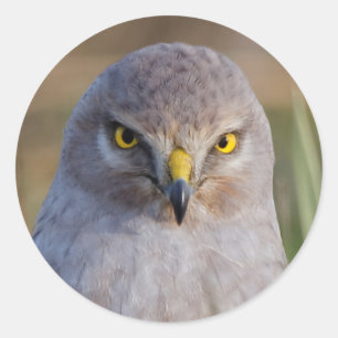 Pegatina Redonda Harrier septentrional
