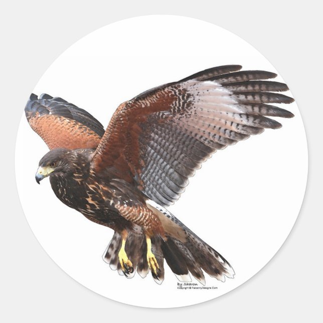 Pegatina Redonda Harris Hawk (Anverso)