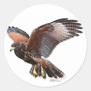 Pegatina Redonda Harris Hawk