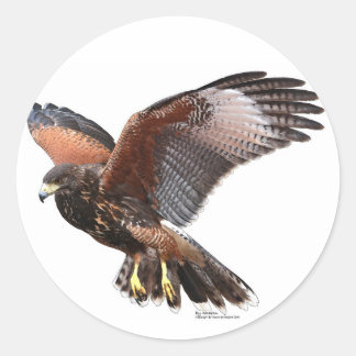 Pegatina Redonda Harris Hawk