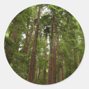 Pegatina Redonda Hasta secuoyas en el Monumento Nacional Muir Woods