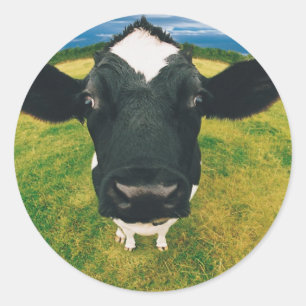 Pegatina Redonda Headshot de la vaca frisia