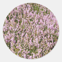 Heather Flowers Hermosa Vista