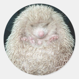 Pegatina Redonda Hedgehog