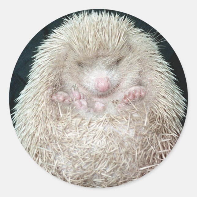 Pegatina Redonda Hedgehog (Anverso)