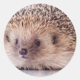 Pegatina Redonda Hedgehog,