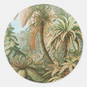 Pegatina Redonda Helechos, Filicinae Laubfarne por Ernst Haeckel