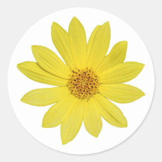 Pegatina Redonda Helianthus 'Lemon Queen' Sunflower (aislado)