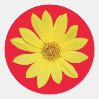 Pegatina Redonda Helianthus 'Lemon Queen' Sunflower (aislado)