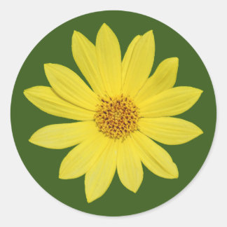 Pegatina Redonda Helianthus 'Lemon Queen' Sunflower (aislado)